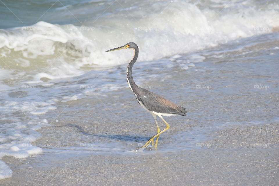 Blue Heron waiting for fish