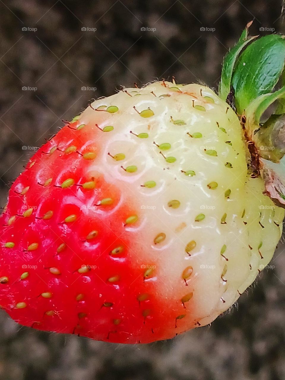Strawberry in the ripening stage.