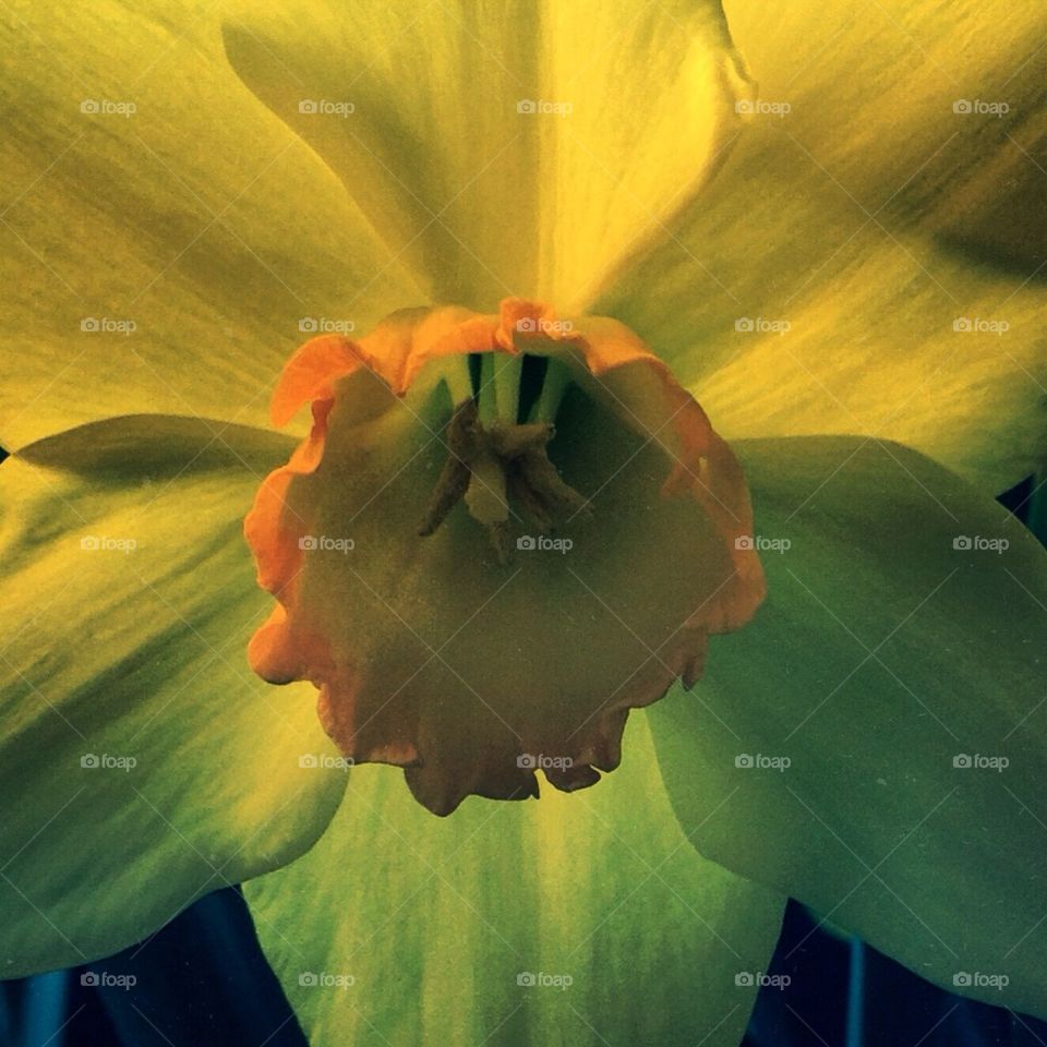 Daffodils 