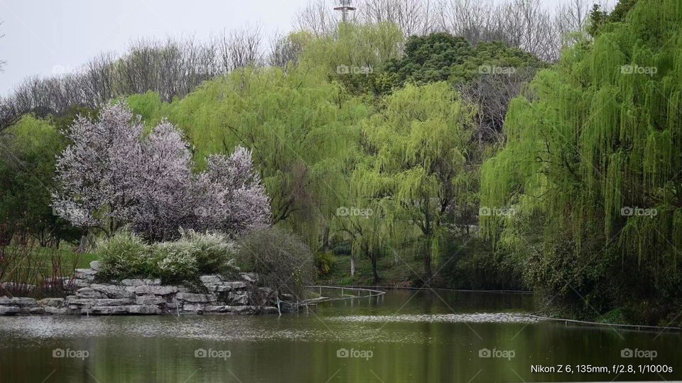 Spring in Shanghai