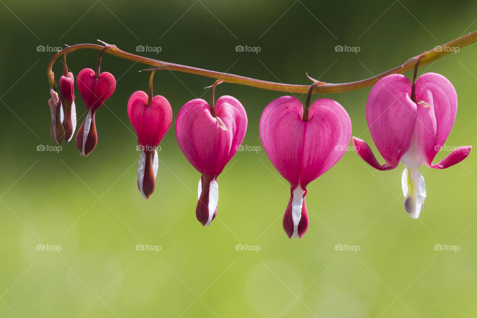 Pink bleeding heart flowers in the spring