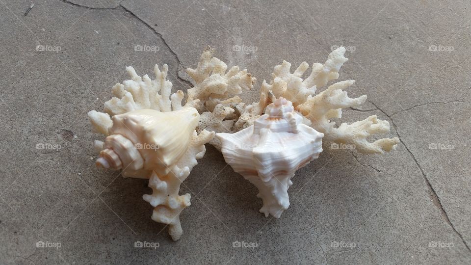 coral and shells