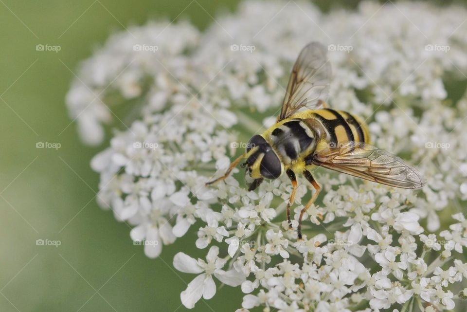 Bee on flower