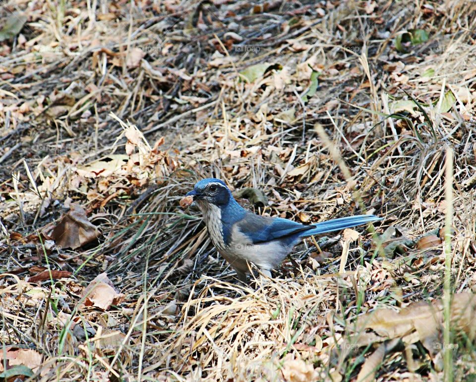 a blue jay with a seed in its beak