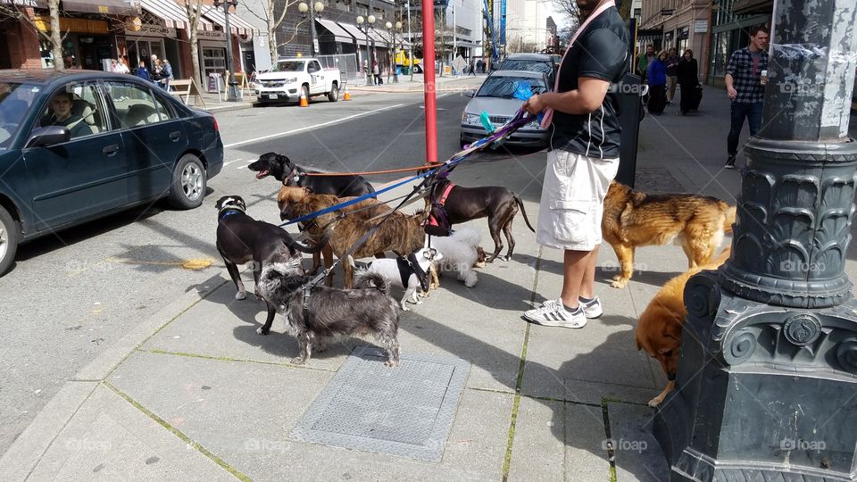 Dog Walker, Downtown Seattle