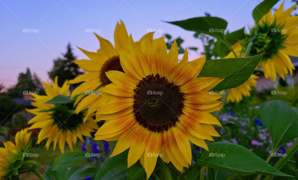 early blooming sunflowers