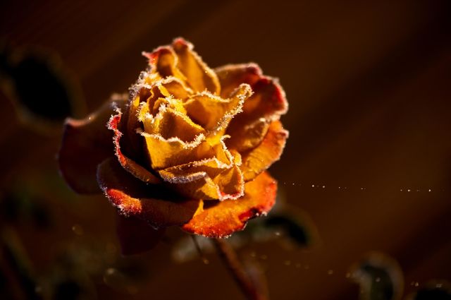 Frozen rose