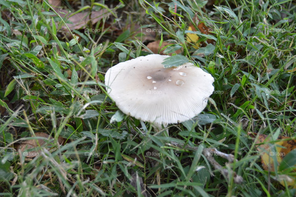 mushroom in the woods. living free