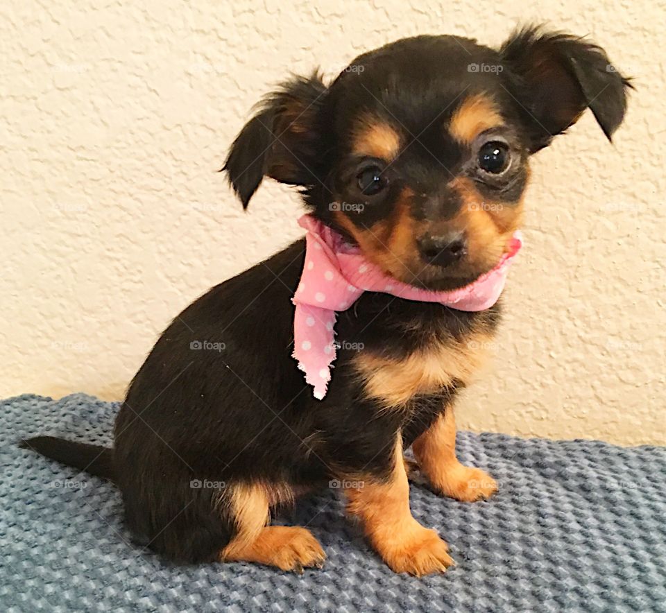 Cute black and brown puppy. Pink scarf