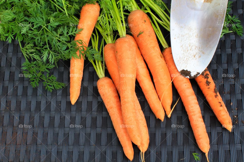 Home grown carrots next to a trowel 