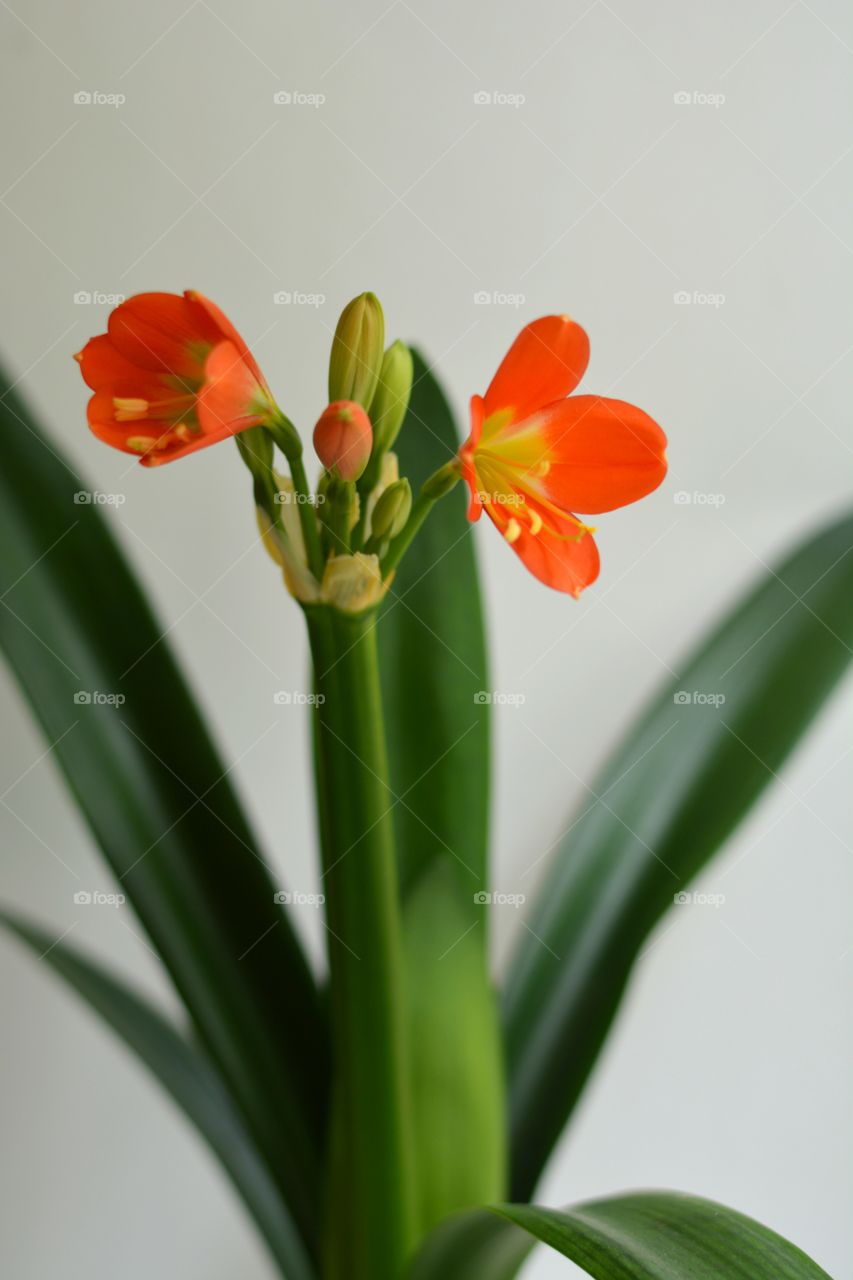 house plants beautiful flowers love