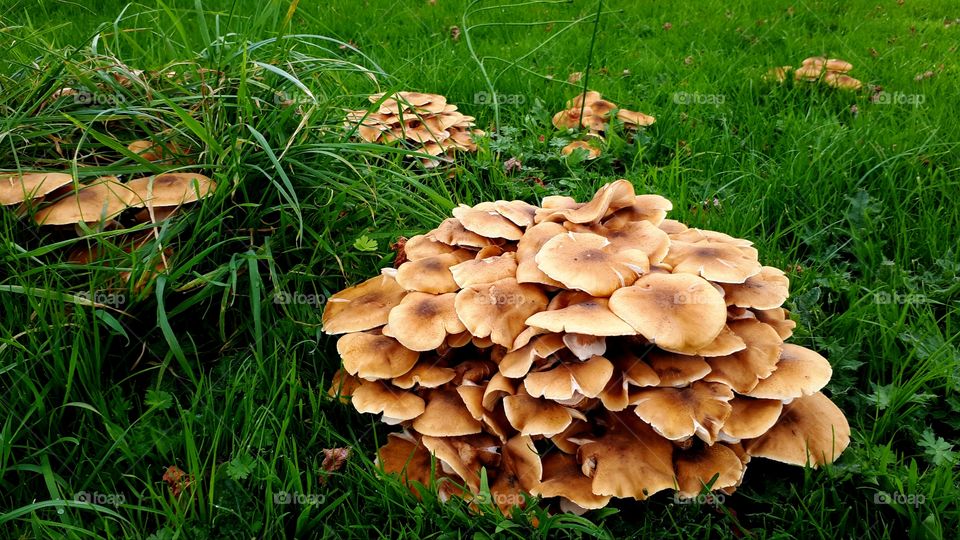 mushrooms on grass