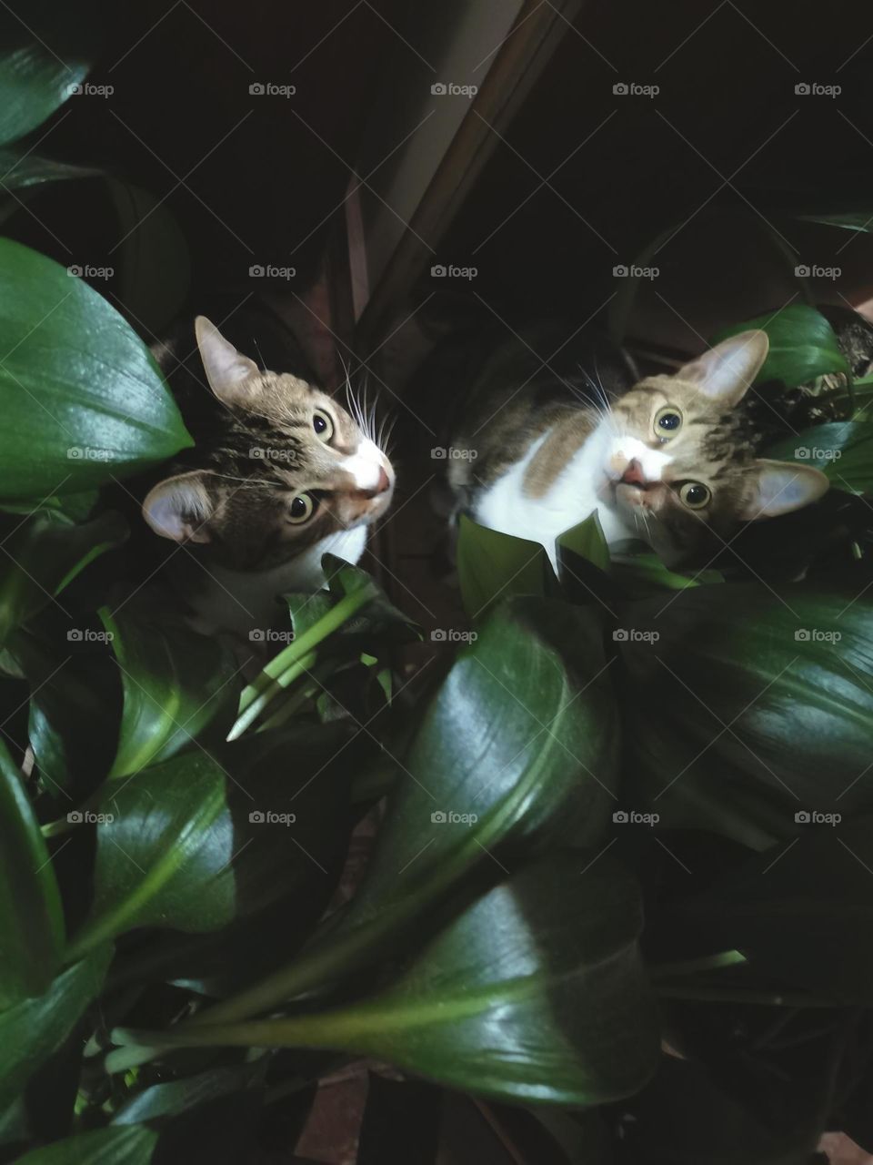 A cat and a plant on the earth day 