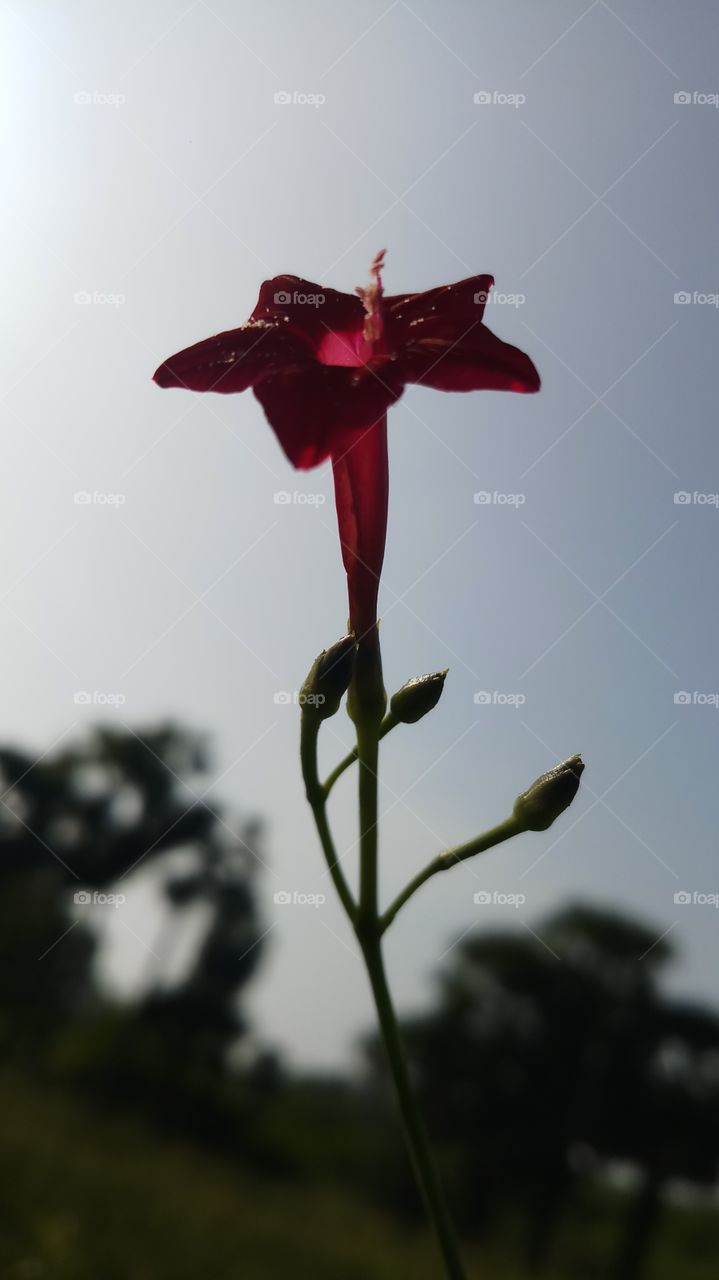 This is beautufull flower and nature