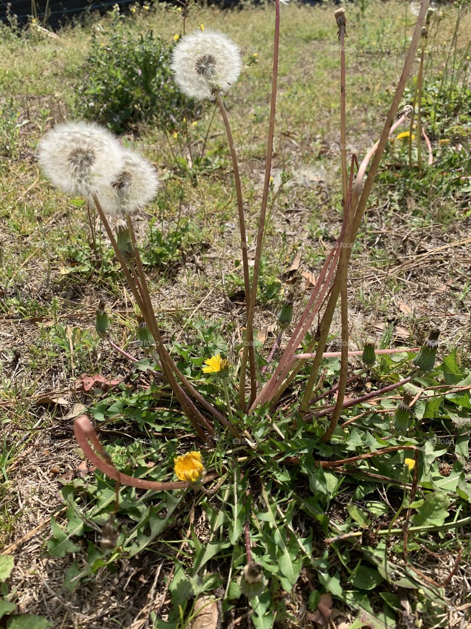 D - for dandelion - dandelion flower head composed of numerous small florets. Dandelion leaves can be added to a salad or cooked. The white ones are seedheads. 