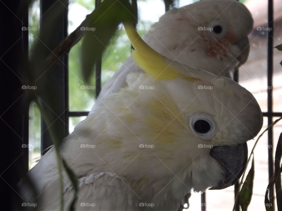 Two Cockatoo Birds