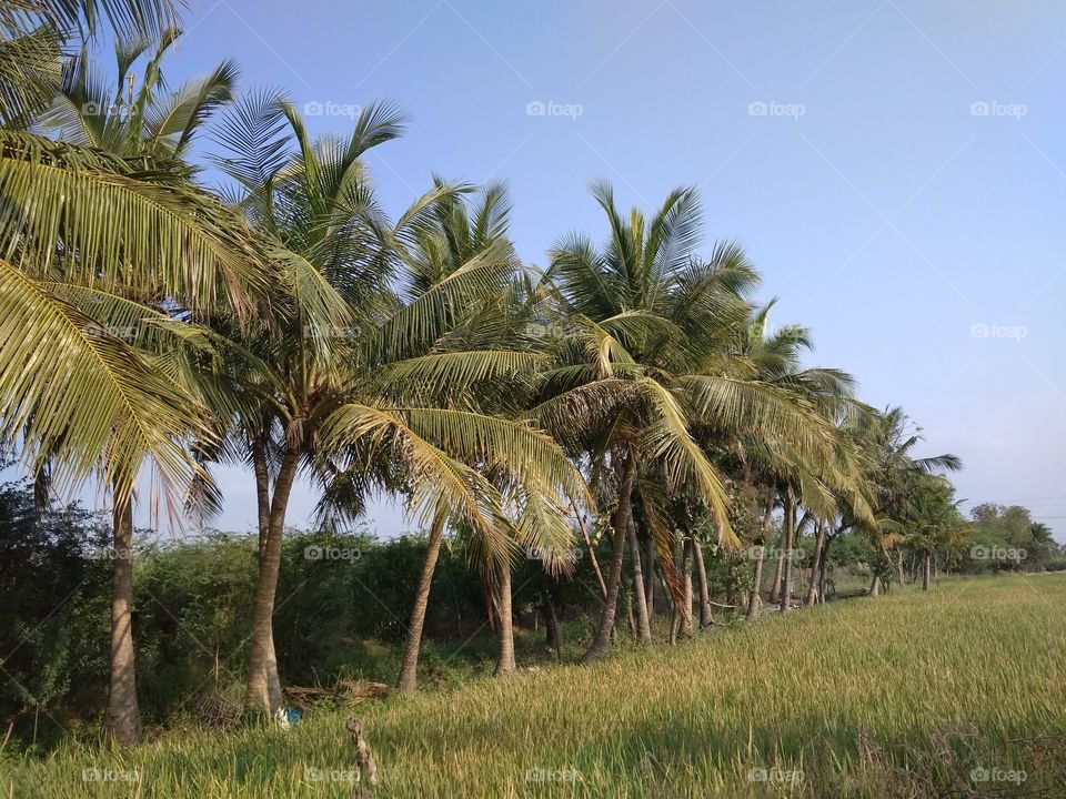 coconut tree