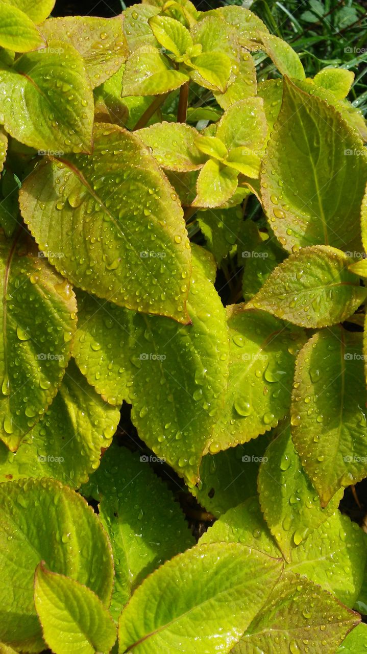 Leaf, Nature, Flora, No Person, Herb