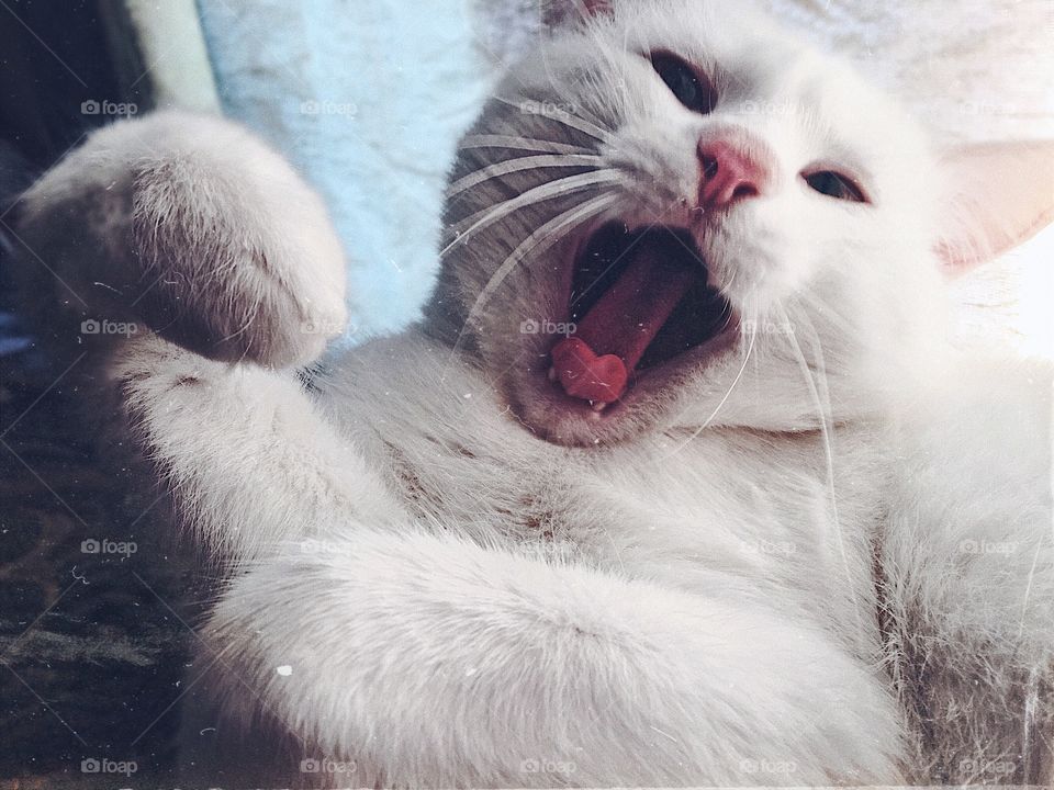 As every cat owner knows, nobody owns a cat 