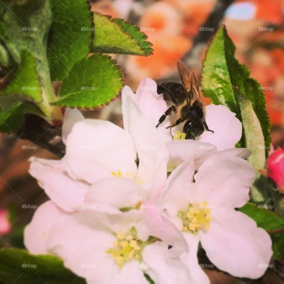 A bee seeking pollen from the early blossoms of spring