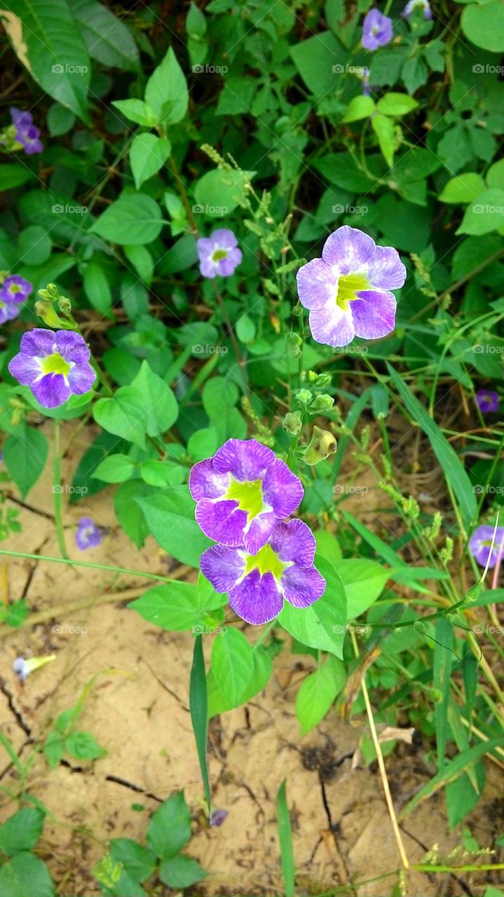 Wild tropical purple flowers
