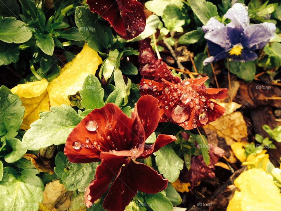 Raindrops on Pansies