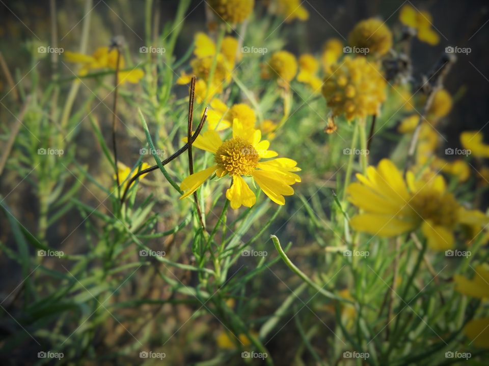 Yellow Wildflowers