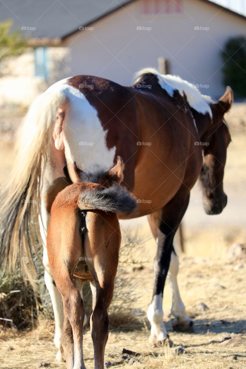 Wild mustang mare (Paint horse) with her three week old foal