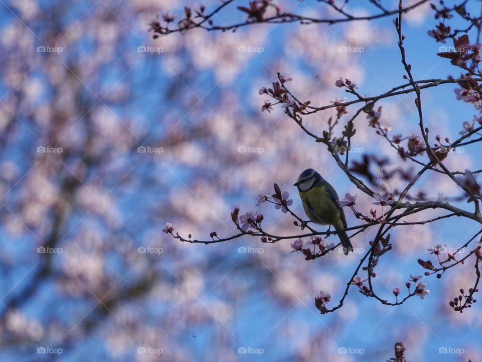 Pink springtime