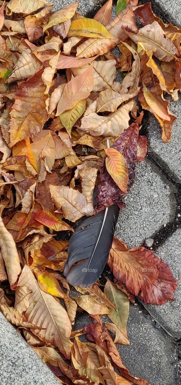 Autumn leaves with black feather