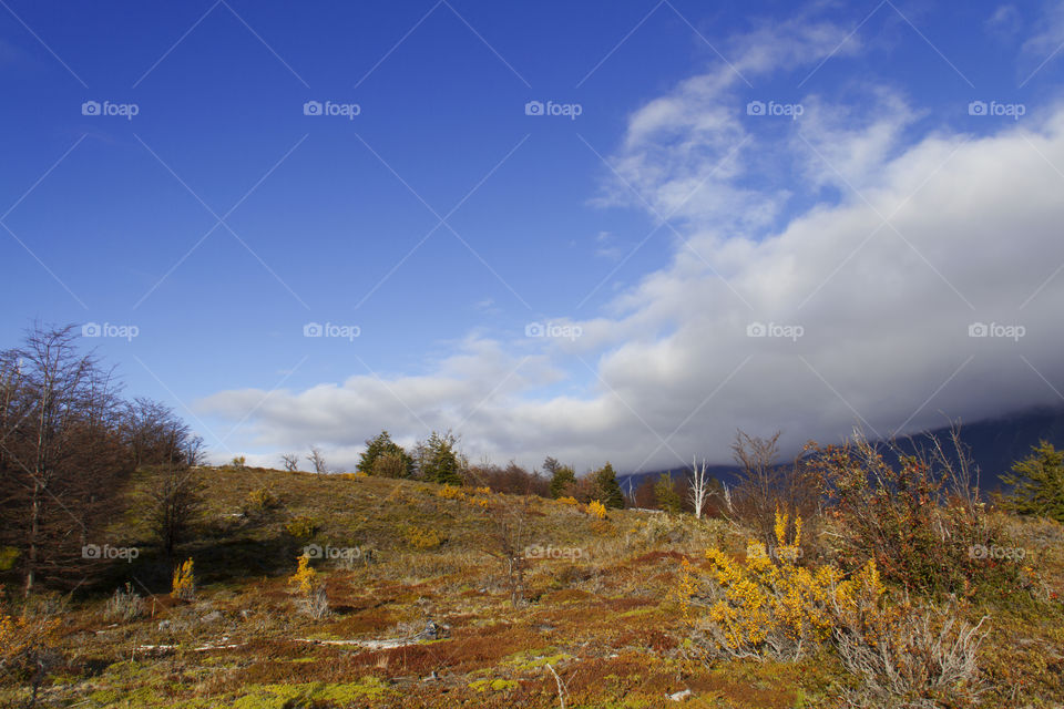 Forest in Patagonia Argentina.