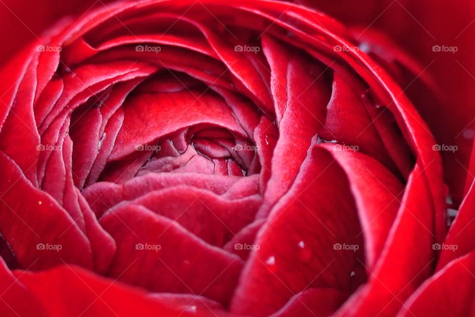 Close-up of a red flower (1)