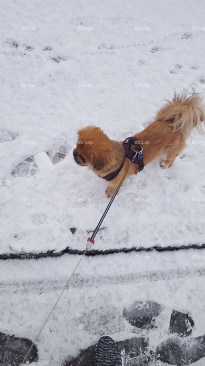 My dog snow