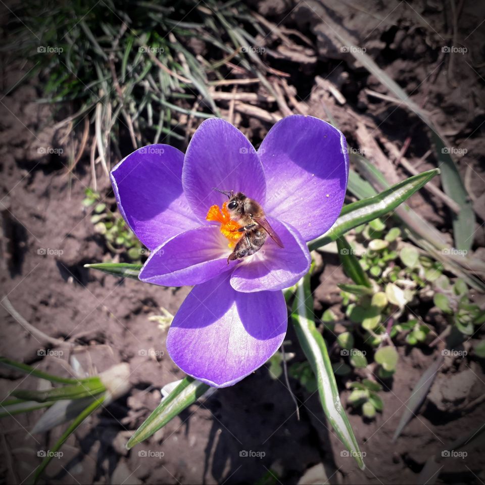 crocus and a bee