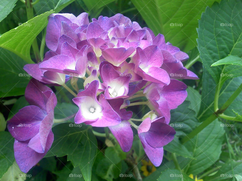 flowers garden nature blue by jmh