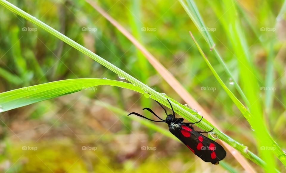 Red dots