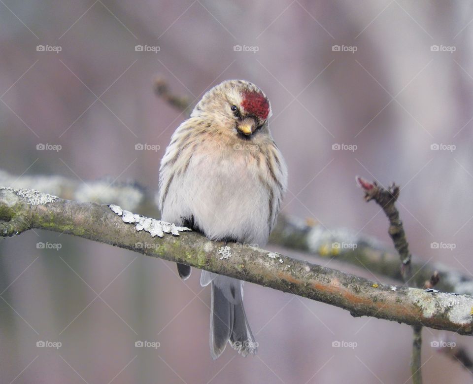 Bird redpoll wildlife 