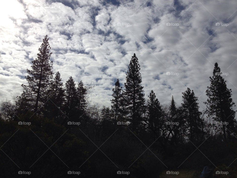 sky forest by logailschmitt