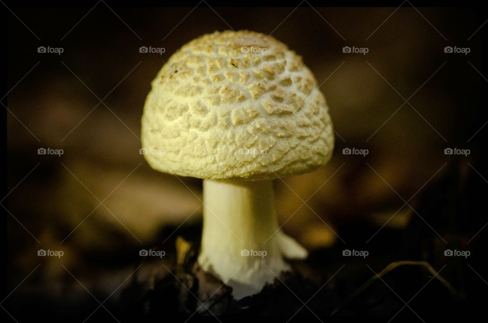 Mushroom, Fungus, Fall, Nature, Cap