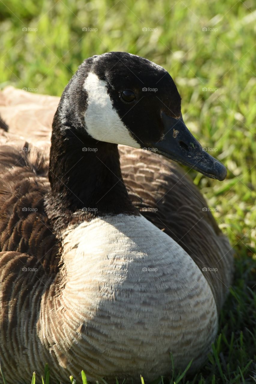 Goose A Laying