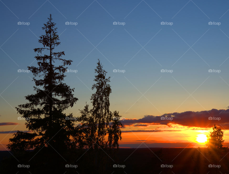 Two spruce trees in sunset light in Western Finland.