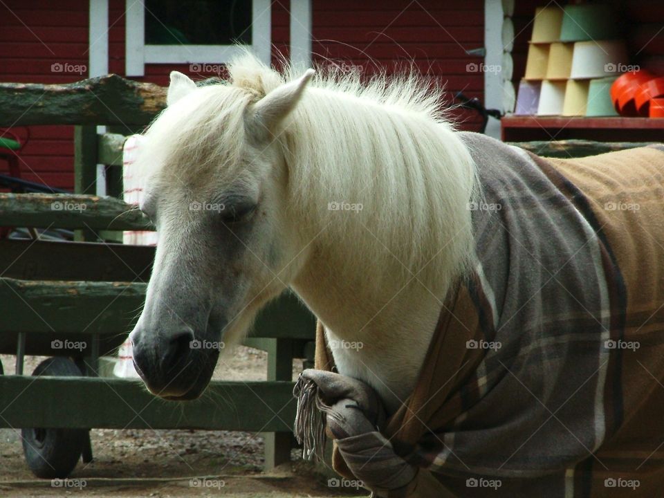 majestic horse