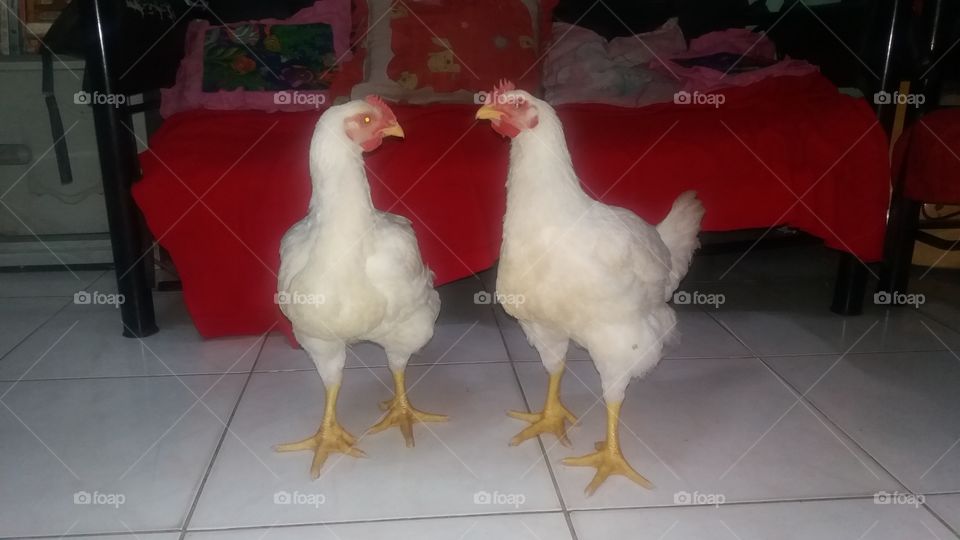 White Chickens