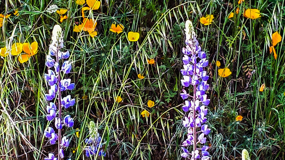 Wildflowers on Dry Creek Road