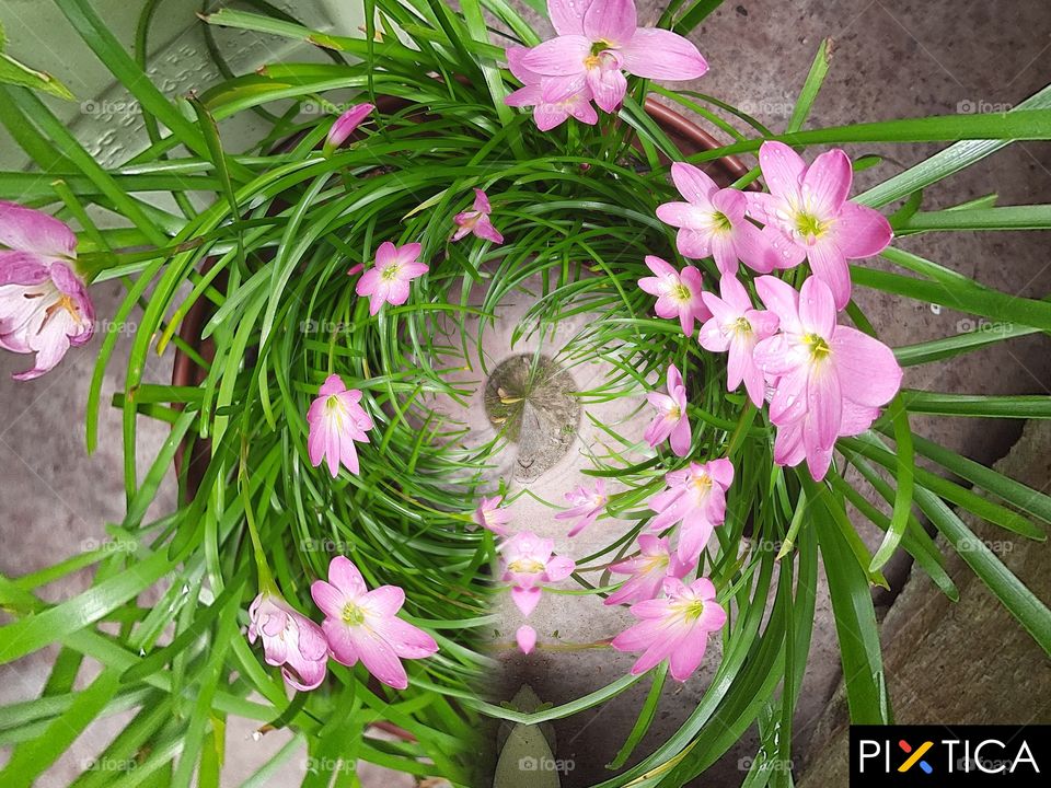 Spring flowers in my garden