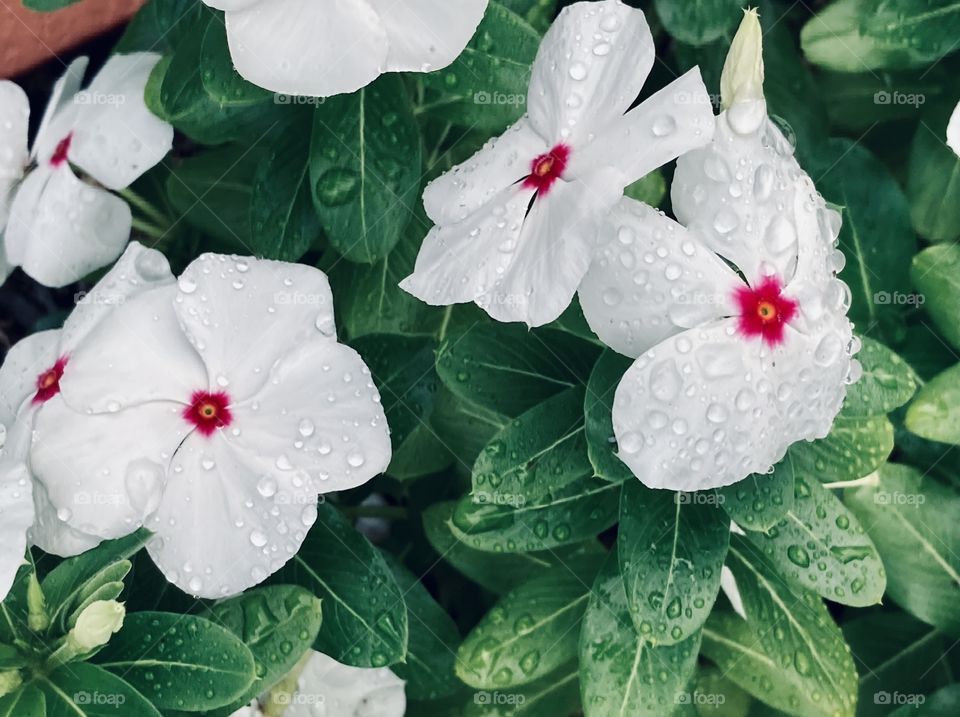 Rain drops on white flower outside in garden