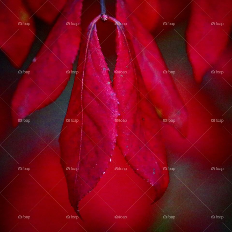 red leaves