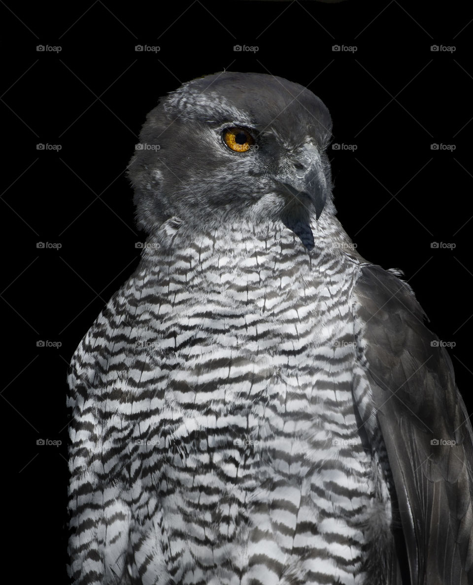  Northern Goshawk