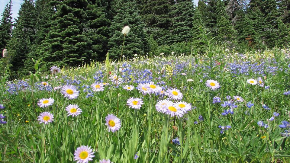 A meadow full of wild flowers