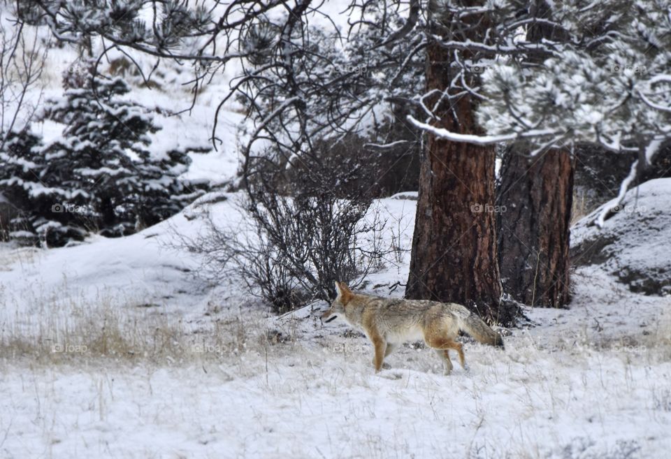 A coyote wandering through a dense mountain forest. Snow blankets the ground. He is unaware of my presence.